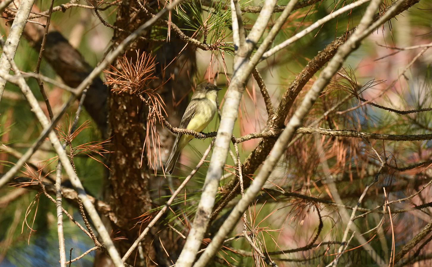 Sayornis phoebe [400 mm, 1/2000 sec at f / 8.0, ISO 1600]